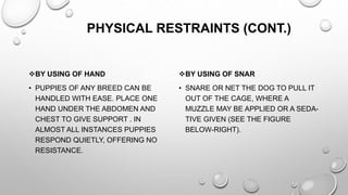 PHYSICAL RESTRAINTS (CONT.)
BY USING OF HAND
• PUPPIES OF ANY BREED CAN BE
HANDLED WITH EASE. PLACE ONE
HAND UNDER THE ABDOMEN AND
CHEST TO GIVE SUPPORT . IN
ALMOST ALL INSTANCES PUPPIES
RESPOND QUIETLY, OFFERING NO
RESISTANCE.
BY USING OF SNAR
• SNARE OR NET THE DOG TO PULL IT
OUT OF THE CAGE, WHERE A
MUZZLE MAY BE APPLIED OR A SEDA-
TIVE GIVEN (SEE THE FIGURE
BELOW-RIGHT).
 