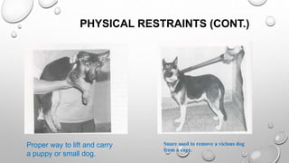 PHYSICAL RESTRAINTS (CONT.)
Proper way to lift and carry
a puppy or small dog.
Snare used to remove a vicious dog
from a cage.
 