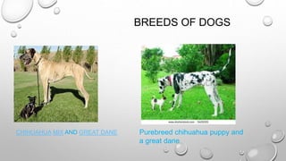 BREEDS OF DOGS
CHIHUAHUA MIX AND GREAT DANE Purebreed chihuahua puppy and
a great dane
 