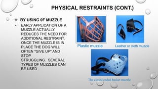 PHYSICAL RESTRAINTS (CONT.)
 BY USING 0F MUZZLE
• EARLY APPLICATION OF A
MUZZLE ACTUALLY
REDUCES THE NEED FOR
ADDITIONAL RESTRAINT.
ONCE THE MUZZLE IS IN
PLACE THE DOG WILL
OFTEN "GIVE UP" AND
STOP
STRUGGLING. SEVERAL
TYPES OF MUZZLES CAN
BE USED
Plastic muzzle Leather or cloth muzzle
The closed ended basket muzzle
 