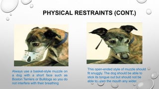 PHYSICAL RESTRAINTS (CONT.)
Always use a basket-style muzzle on
a dog with a short face such as
Boston Terriers or Bulldogs so you do
not interfere with their breathing
This open-ended style of muzzle should
fit snuggly. The dog should be able to
stick its tongue out but should not be
able to open the mouth any wider.
 