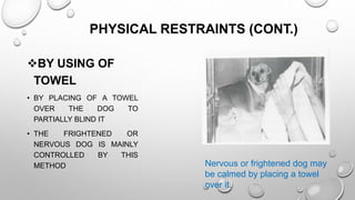 PHYSICAL RESTRAINTS (CONT.)
BY USING OF
TOWEL
• BY PLACING OF A TOWEL
OVER THE DOG TO
PARTIALLY BLIND IT
• THE FRIGHTENED OR
NERVOUS DOG IS MAINLY
CONTROLLED BY THIS
METHOD Nervous or frightened dog may
be calmed by placing a towel
over it.
 