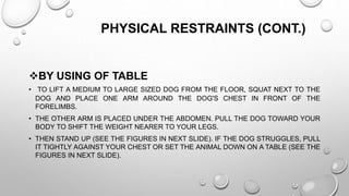 PHYSICAL RESTRAINTS (CONT.)
BY USING OF TABLE
• TO LIFT A MEDIUM TO LARGE SIZED DOG FROM THE FLOOR, SQUAT NEXT TO THE
DOG AND PLACE ONE ARM AROUND THE DOG'S CHEST IN FRONT OF THE
FORELIMBS.
• THE OTHER ARM IS PLACED UNDER THE ABDOMEN. PULL THE DOG TOWARD YOUR
BODY TO SHIFT THE WEIGHT NEARER TO YOUR LEGS.
• THEN STAND UP (SEE THE FIGURES IN NEXT SLIDE). IF THE DOG STRUGGLES, PULL
IT TIGHTLY AGAINST YOUR CHEST OR SET THE ANIMAL DOWN ON A TABLE (SEE THE
FIGURES IN NEXT SLIDE).
 