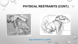 PHYSICAL RESTRAINTS (CONT.)
Dog restrained on a table
 
