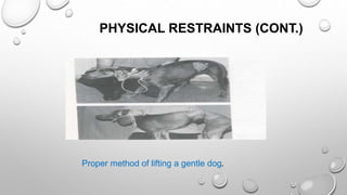 PHYSICAL RESTRAINTS (CONT.)
Proper method of lifting a gentle dog.
 