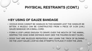 PHYSICAL RESTRAINTS (CONT.)
BY USING OF GAUZE BANDAGE
• VICIOUS DOGS CANNOT BE HANDLED IN THIS MANNER LEST THE HANDLER BE
BITTEN. A MUZZLE CAN BE CONSTRUCTED FROM A PIECE OF 5-CM (2-IN.)
GAUZE BANDAGE OR A SMALL CORD.
• FORM A LOOP LARGE ENOUGH TO DRAPE OVER THE MOUTH OF THE ANIMAL,
KEEPING THE HAND SOME DISTANCE AWAY (SEE THE FIGURES IN NEXT SLIDE).
• DOGS THAT ARE MUZZLED REPEATEDLY MAY LEARN THE TRICK OF BLOWING
ON THE LIGHT GAUZE LOOP AS ONE ATTEMPTS TO PLACE IT OVER THE JAWS.
 