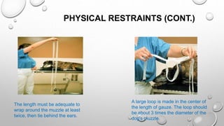 PHYSICAL RESTRAINTS (CONT.)
The length must be adequate to
wrap around the muzzle at least
twice, then tie behind the ears.
A large loop is made in the center of
the length of gauze. The loop should
be about 3 times the diameter of the
dog's muzzle.
 