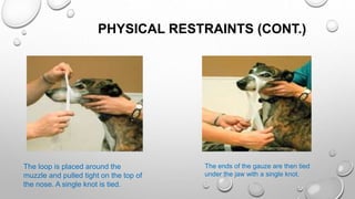 PHYSICAL RESTRAINTS (CONT.)
The loop is placed around the
muzzle and pulled tight on the top of
the nose. A single knot is tied.
The ends of the gauze are then tied
under the jaw with a single knot.
 