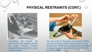 PHYSICAL RESTRAINTS (CONT.)
Completing the muzzle: the
strand ends are wrapped around
the dog's muzzle, crossed
beneath the jaw and tied in a bow
behind the ears.
The long ends of the gauze are brought behind
the ears and tied in either a square knot or a easy
release bow. Prefer to tie a square knot and have
a scissors handy in case the muzzle needs to be
quickly removed.`
 