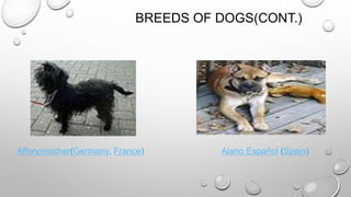 BREEDS OF DOGS(CONT.)
Affenpinscher(Germany, France) Alano Español (Spain)
 