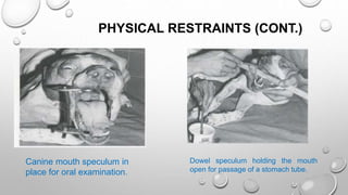 PHYSICAL RESTRAINTS (CONT.)
Canine mouth speculum in
place for oral examination.
Dowel speculum holding the mouth
open for passage of a stomach tube.
 