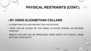 PHYSICAL RESTRAINTS (CONT.)
 BY USING ELIZABETHAN COLLARS
• ELIZABETHAN COLLARS PREVENT SELF-MUTILATION.
• THESE CAN BE PLACED ON THE ANIMAL IN EITHER NORMAL OR REVERSE
POSITION.
• SIMILAR COLLARS CAN BE IMPROVISED FROM SHEETS OF PLASTIC, LARGE
BOTTLES, OR BUCKETS.
 