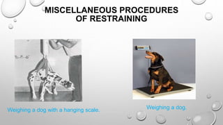 MISCELLANEOUS PROCEDURES
OF RESTRAINING
Weighing a dog with a hanging scale. Weighing a dog.
 