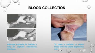 BLOOD COLLECTION
Alternate methods for holding a
dog for cephalic intravenous
injections.
To place a catheter or obtain
blood from the lateral saphenous
vein
 