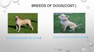 BREEDS OF DOGS(CONT.)
American Bulldog (United States) American Pit Bull Terrier (United States)
 