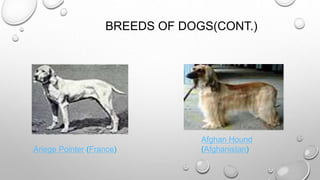 BREEDS OF DOGS(CONT.)
Ariege Pointer (France)
Afghan Hound
(Afghanistan)
 