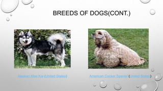 BREEDS OF DOGS(CONT.)
Alaskan Klee Kai (United States) American Cocker Spaniel (United States)
 