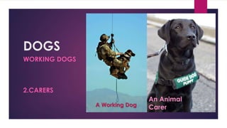 DOGS 
WORKING DOGS 
2.CARERS 
A Working Dog 
An Animal 
Carer 
 