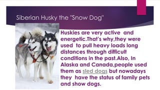 Siberian Husky the "Snow Dog" 
Huskies are very active and 
energetic.That’s why,they were 
used to pull heavy loads long 
distances through difficult 
conditions in the past.Also, In 
Alaska and Canada,people used 
them as sled dogs but nowadays 
they have the status of family pets 
and show dogs. 
 