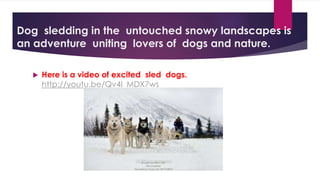 Dog sledding in the untouched snowy landscapes is 
an adventure uniting lovers of dogs and nature. 
 Here is a video of excited sled dogs. 
http://youtu.be/Qv4I_MDX7ws 
 
