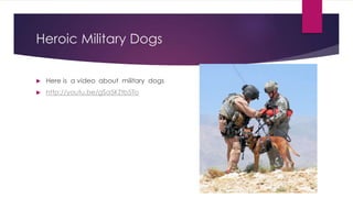 Heroic Military Dogs 
 Here is a video about military dogs 
 http://youtu.be/gSa5KZtb5To 
 