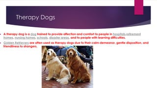 Therapy Dogs 
 A therapy dog is a dog trained to provide affection and comfort to people in hospitals,retirement 
homes, nursing homes, schools, disaster areas, and to people with learning difficulties. 
 Golden Retrievers are often used as therapy dogs due to their calm demeanor, gentle disposition, and 
friendliness to strangers. 
 