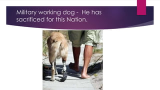 Military working dog - He has 
sacrificed for this Nation. 
 