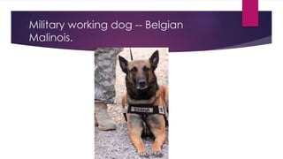 Military working dog -- Belgian 
Malinois. 
 