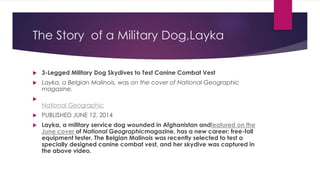 The Story of a Military Dog,Layka 
 3-Legged Military Dog Skydives to Test Canine Combat Vest 
 Layka, a Belgian Malinois, was on the cover of National Geographic 
magazine. 
 
National Geographic 
 PUBLISHED JUNE 12, 2014 
 Layka, a military service dog wounded in Afghanistan andfeatured on the 
June cover of National Geographicmagazine, has a new career: free-fall 
equipment tester. The Belgian Malinois was recently selected to test a 
specially designed canine combat vest, and her skydive was captured in 
the above video. 
 