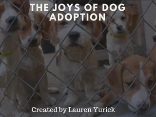 The Joys of Dog Adoption 