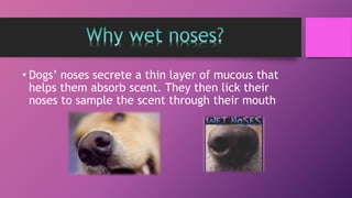 • Dogs’ noses secrete a thin layer of mucous that
helps them absorb scent. They then lick their
noses to sample the scent through their mouth
 