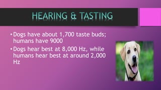 •Dogs have about 1,700 taste buds;
humans have 9000
•Dogs hear best at 8,000 Hz, while
humans hear best at around 2,000
Hz
 