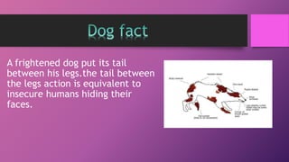 A frightened dog put its tail
between his legs.the tail between
the legs action is equivalent to
insecure humans hiding their
faces.
 