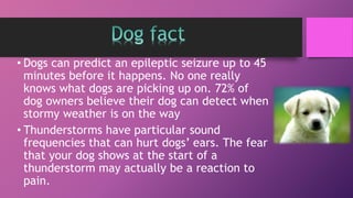 • Dogs can predict an epileptic seizure up to 45
minutes before it happens. No one really
knows what dogs are picking up on. 72% of
dog owners believe their dog can detect when
stormy weather is on the way
• Thunderstorms have particular sound
frequencies that can hurt dogs’ ears. The fear
that your dog shows at the start of a
thunderstorm may actually be a reaction to
pain.
 