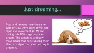 Dogs and humans have the same
type of slow wave sleep (SWS) and
rapid eye movement (REM) and
during this REM stage dogs can
dream. The twitching and paw
movements that occur during their
sleep are signs that your pet dog is
dreaming
 