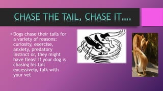 • Dogs chase their tails for
a variety of reasons:
curiosity, exercise,
anxiety, predatory
instinct or, they might
have fleas! If your dog is
chasing his tail
excessively, talk with
your vet
 