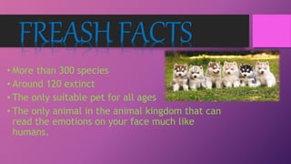 FREASH FACTS
• More than 300 species
• Around 120 extinct
• The only suitable pet for all ages
• The only animal in the animal kingdom that can
read the emotions on your face much like
humans.
 