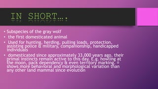 IN SHORT….
• Subspecies of the gray wolf
• the first domesticated animal
• Used for hunting, herding, pulling loads, protection,
assisting police & military, companionship, handicapped
individuals
• domesticated since approximately 33,000 years ago, their
primal instincts remain active to this day. E.g. howling at
the moon, pack dependency & even territory marking.
shows more behavioral and morphological variation than
any other land mammal since evolution
 