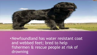 •Newfoundland has water resistant coat
and webbed feet; bred to help
fishermen & rescue people at risk of
drowning
 
