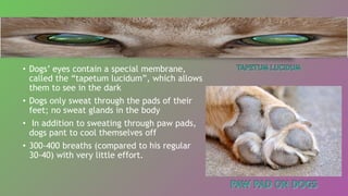 • Dogs’ eyes contain a special membrane,
called the “tapetum lucidum”, which allows
them to see in the dark
• Dogs only sweat through the pads of their
feet; no sweat glands in the body
• In addition to sweating through paw pads,
dogs pant to cool themselves off
• 300-400 breaths (compared to his regular
30-40) with very little effort.
 