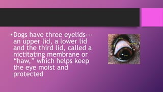 •Dogs have three eyelids---
an upper lid, a lower lid
and the third lid, called a
nictitating membrane or
“haw,” which helps keep
the eye moist and
protected
 