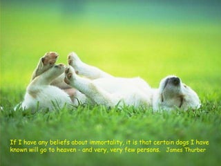 If I have any beliefs about immortality, it is that certain dogs I have known will go to heaven - and very, very few persons.  James Thurber 