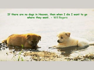 If there are no dogs in Heaven, then when I die I want to go where they went. -  Will Rogers 