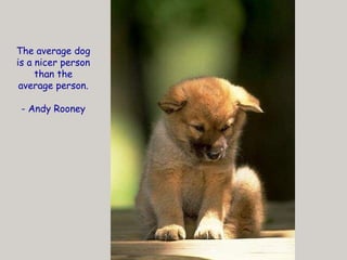 你默默的回首 The average dog is a nicer person than the average person. - Andy Rooney 