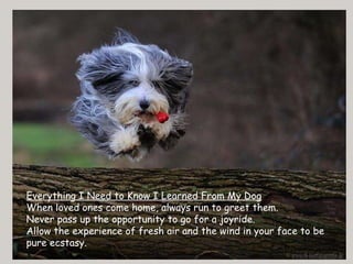 Everything I Need to Know I Learned From My Dog When loved ones come home, always run to greet them. Never pass up the opportunity to go for a joyride. Allow the experience of fresh air and the wind in your face to be pure ecstasy.  