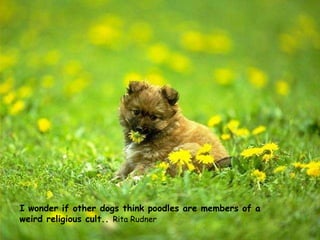 I wonder if other dogs think poodles are members of a weird religious cult..  Rita Rudner 