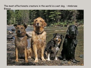 The most affectionate creature in the world is a wet dog.  ~Ambrose Bierce 
