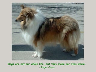 Dogs are not our whole life, but they make our lives whole. -  Roger Caras 