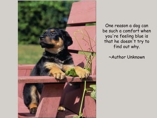 One reason a dog can be such a comfort when you're feeling blue is that he doesn't try to find out why. ~Author Unknown 
