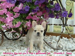 Scratch a dog and you'll find a permanent job.  ~Franklin P. Jones 